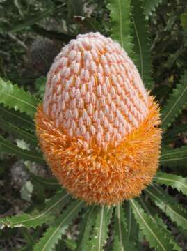 Imagem de Banksia burdettii F. G. Baker