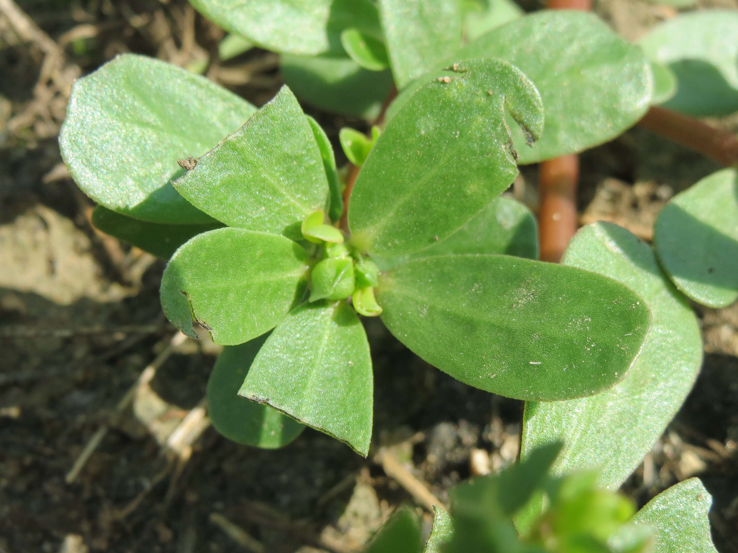 Image of common purslane