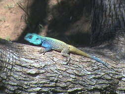 Image of Black-necked Agama