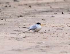 Image of Yellow-billed Tern