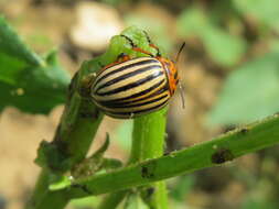 Image of Colorado potato beetle