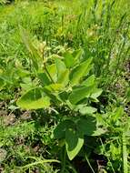 Image of velvetleaf ticktrefoil