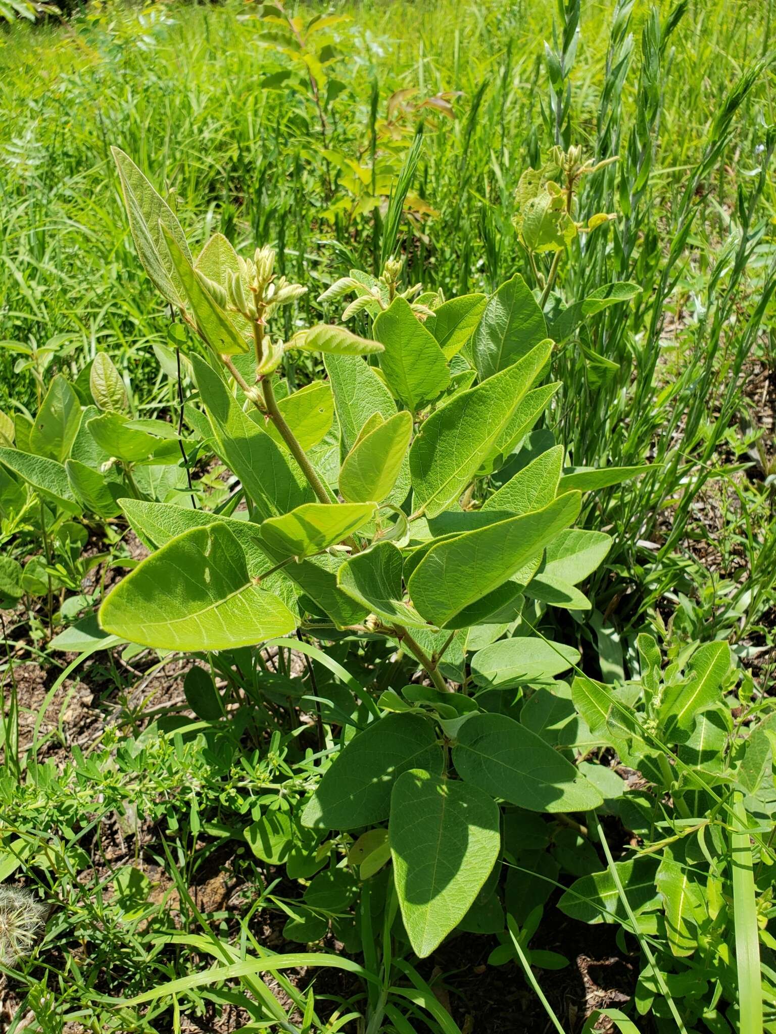 Image of velvetleaf ticktrefoil