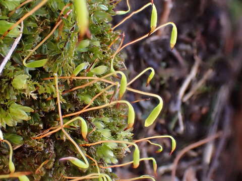 Image of olivegreen calcareous moss