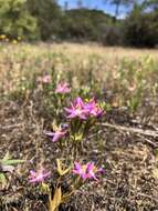 Zeltnera trichantha (Griseb.) G. Mansion resmi