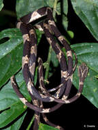 Image of Blunthead Tree Snake