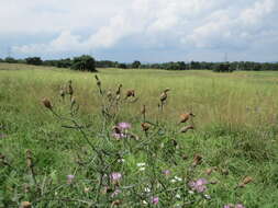 Centaurea scabiosa L. resmi