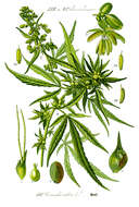 Image of marijuana