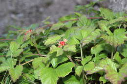 Image of Stone Bramble