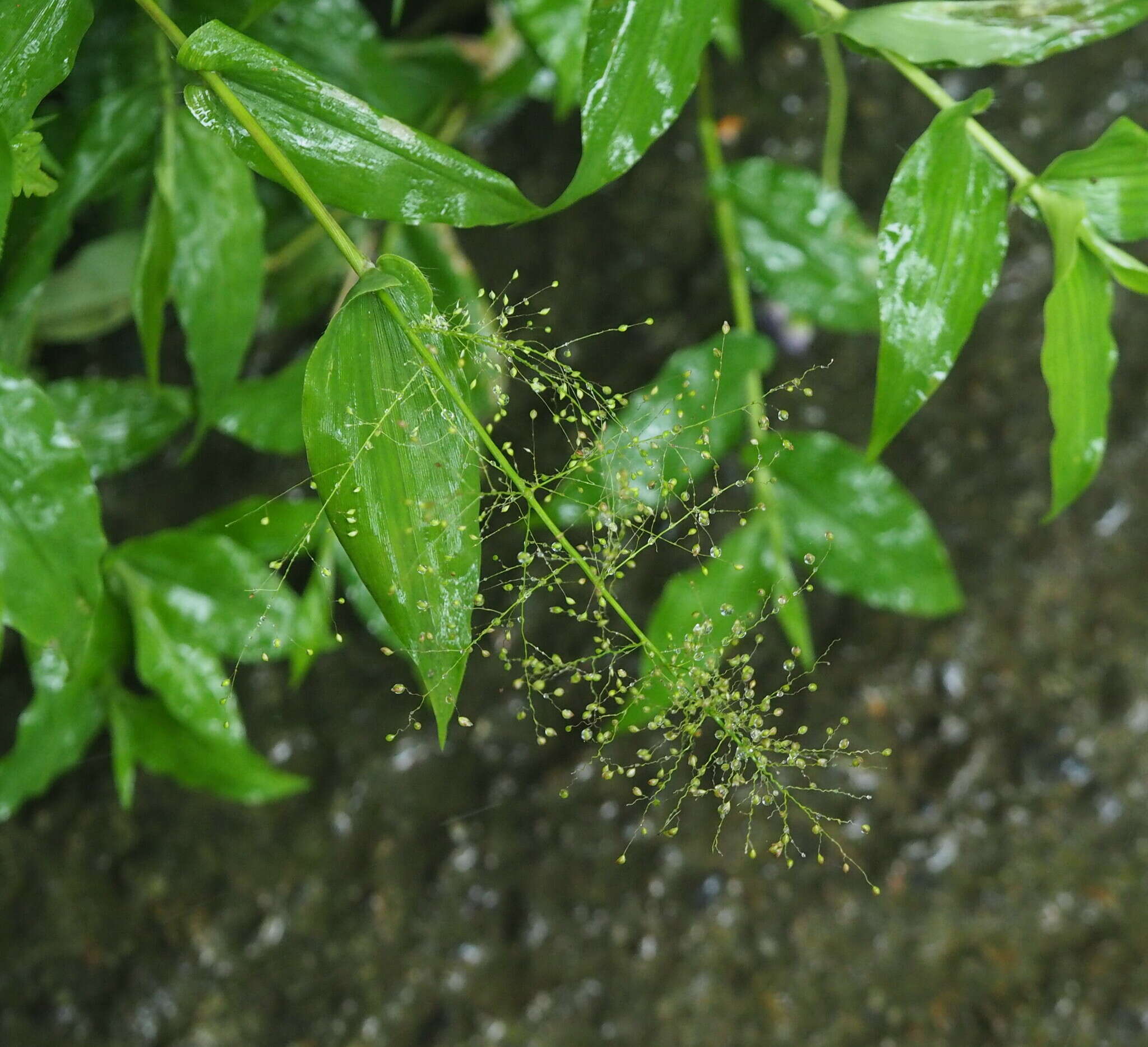 Image of Panicum brevifolium L.