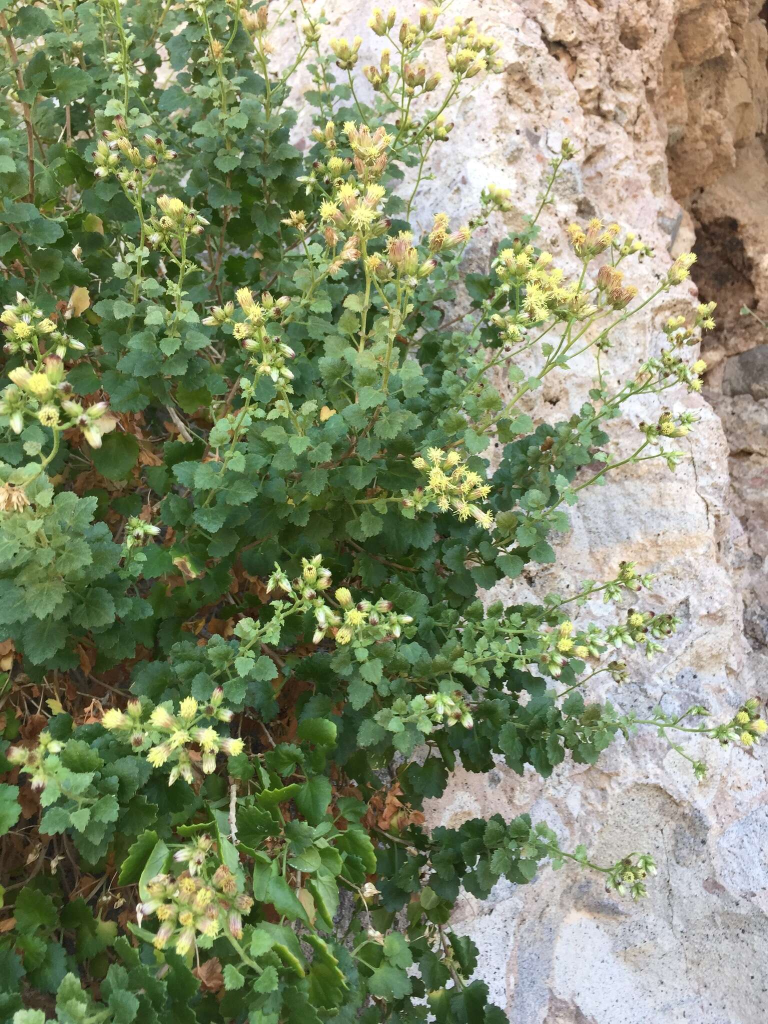 Plancia ëd Pleurocoronis laphamioides (Rose) R. King & H. Rob.