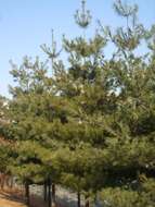 Image of eastern white pine