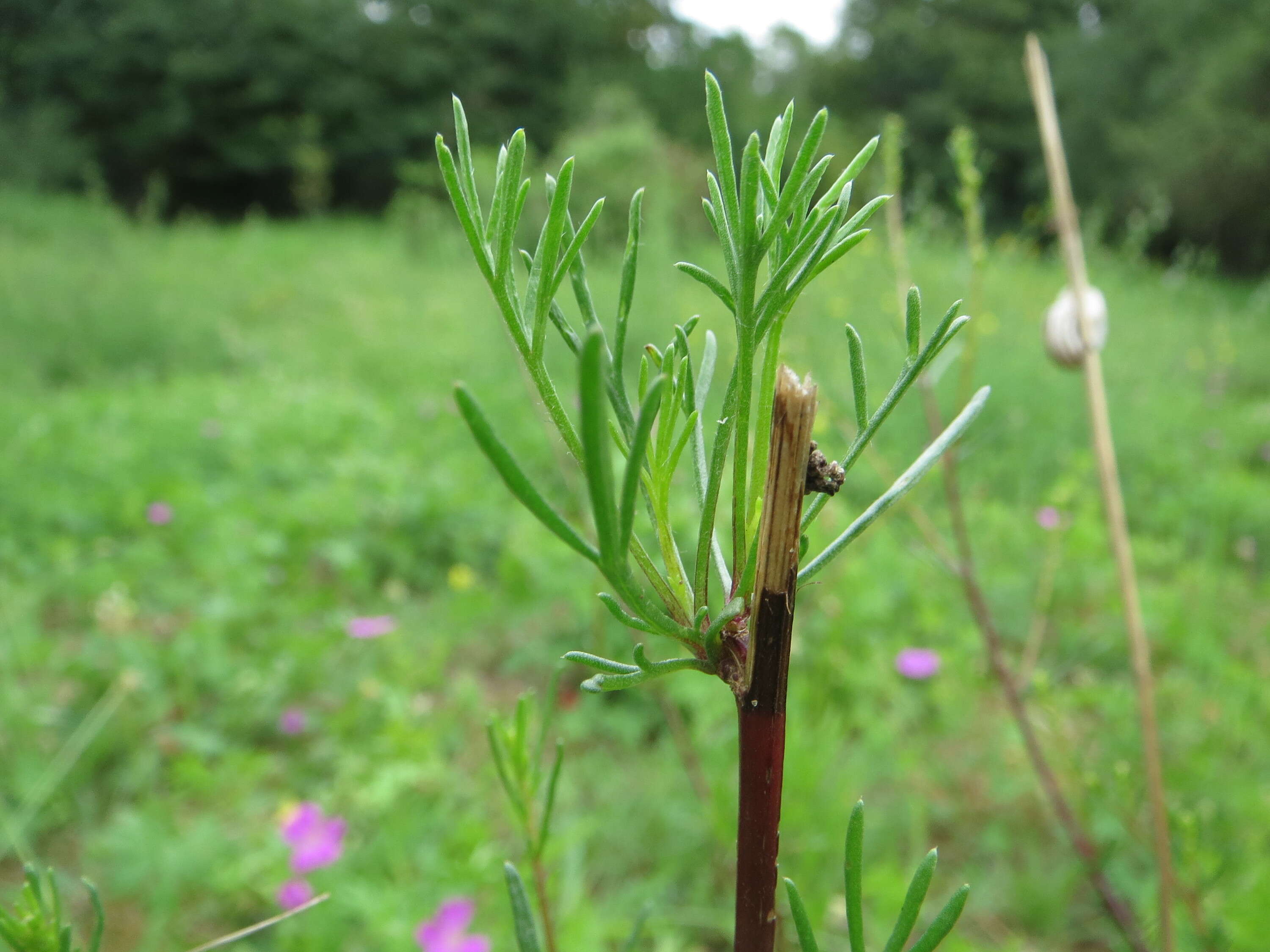 Image of field sagewort