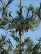 Image of eastern white pine