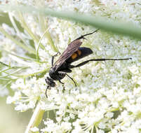 Image of Anoplius americanus americanus (Palisot de Beauvois 1811)