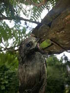 Image of swift, common swift