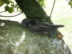 Image of swift, common swift