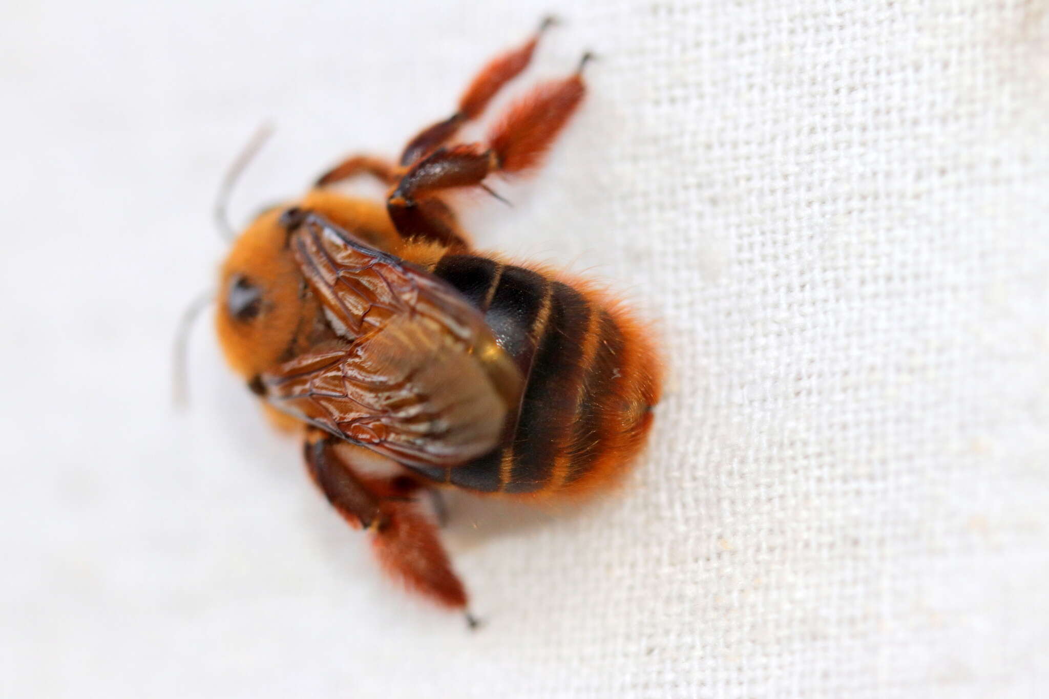 صورة Xylocopa tranquebarica (Fabricius 1804)