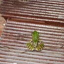 Image of Green Odorous Frog