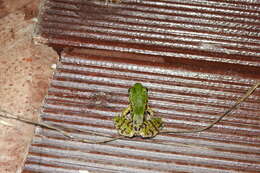 Image of Green Odorous Frog