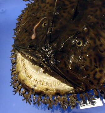 Image of Goosefish