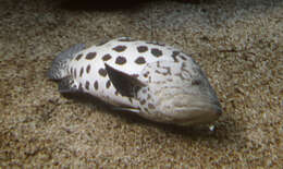 Image of Grouper