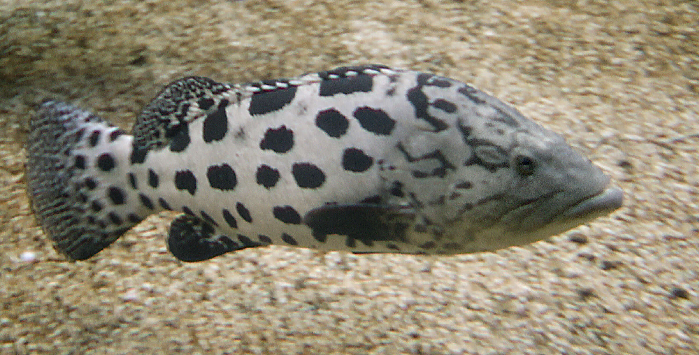 Imagem de Epinephelus tukula Morgans 1959