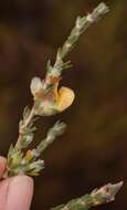 Imagem de Aspalathus oblongifolia R. Dahlgren