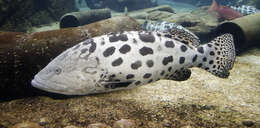 Imagem de Epinephelus tukula Morgans 1959