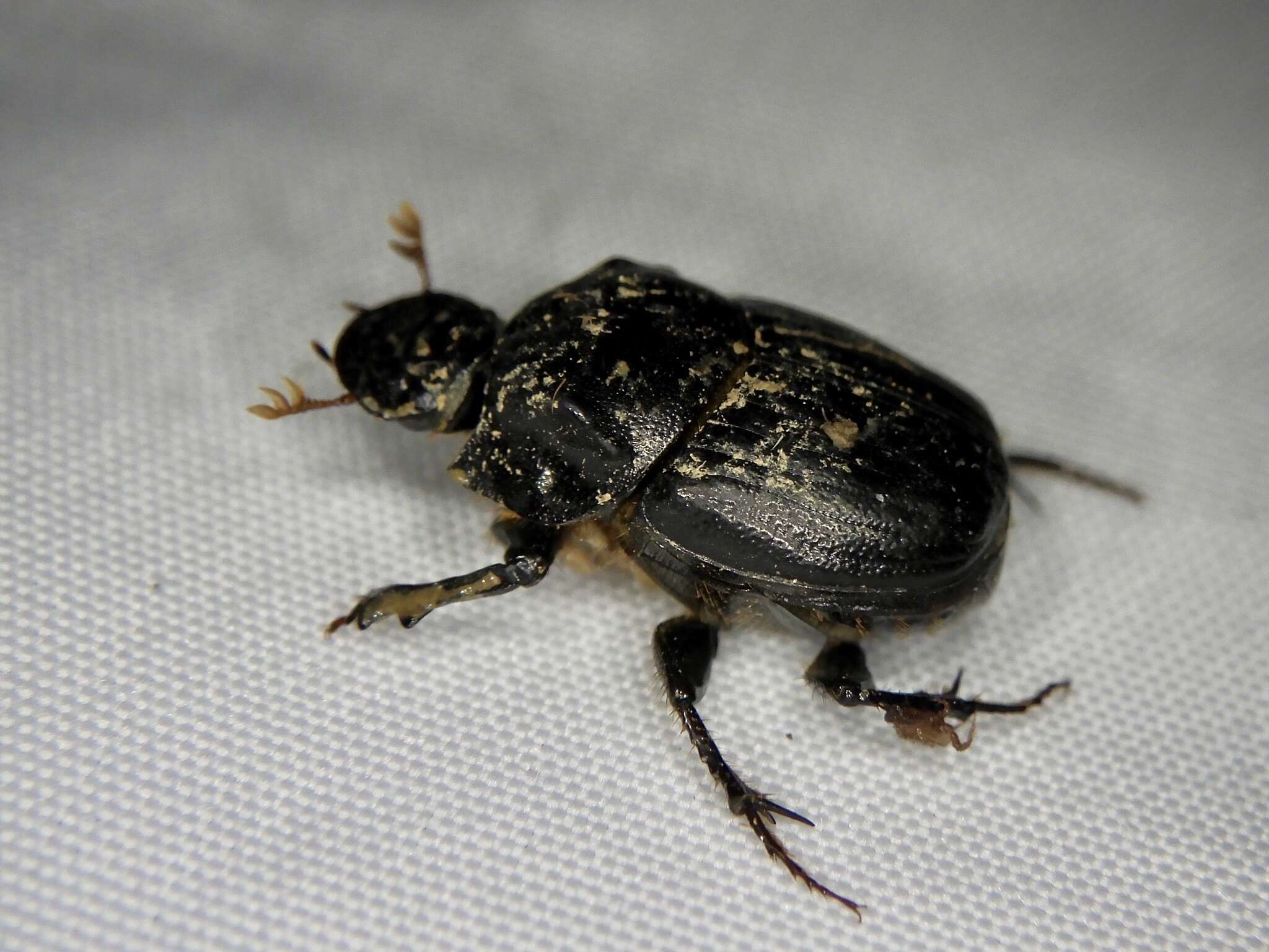 Plancia ëd Onthophagus (Strandius) lenzii Harold 1875