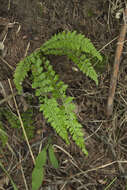 Image of Maidenhair Spleenwort