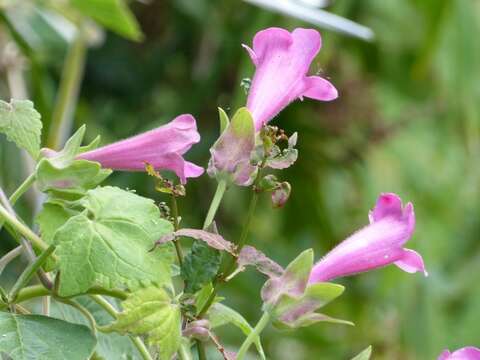 Plancia ëd Lophospermum erubescens D. Don ex Sweet