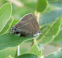 صورة Satyrium polingi