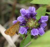 Ochlodes ochracea Bremer 1861 resmi