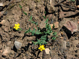 Image of grassy St. Johnswort