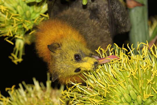 Image of Gray-headed Flying Fox