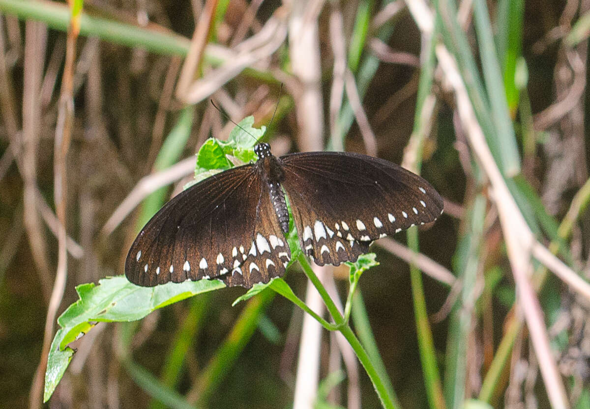 صورة Papilio dravidarum Wood-Mason 1880