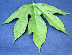 Image of great ragweed