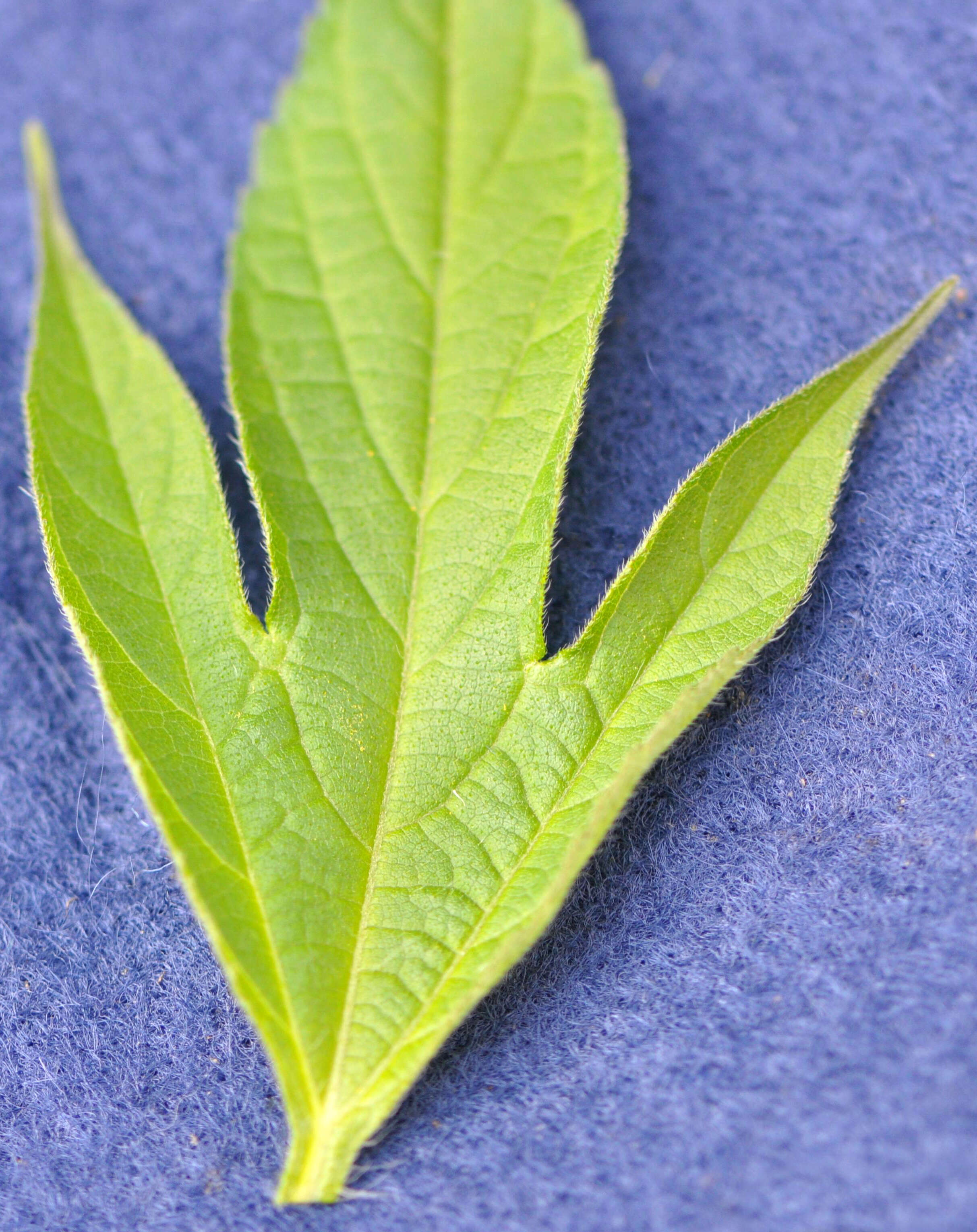 Image of great ragweed