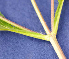 Image of great ragweed