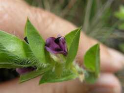 Imagem de Psoralea imbricata (L. fil.) T. M. Salter