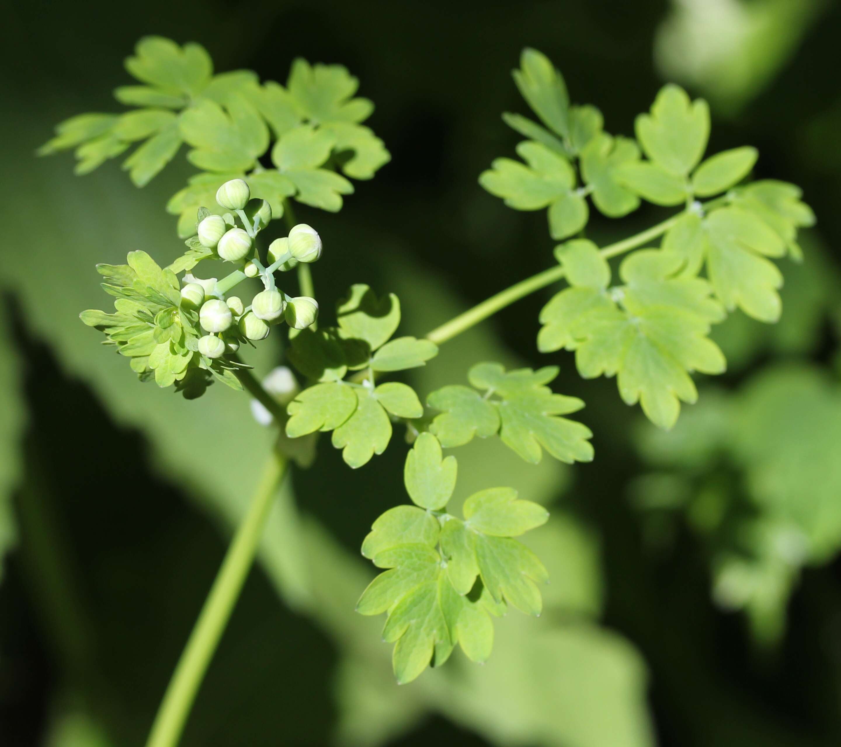 Image of Thalictrum aquilegiifolium