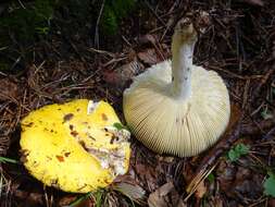 Image of yellow swamp brittlegill