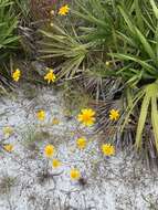 Image of coastal plain honeycombhead