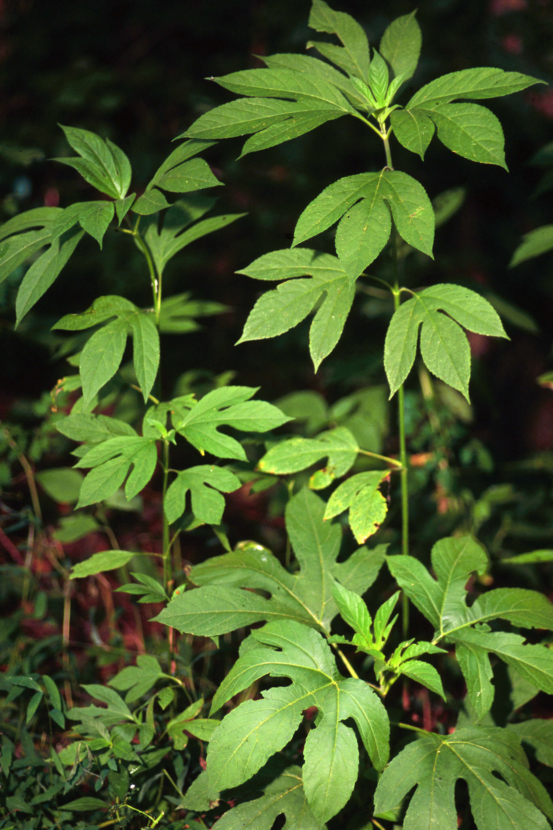 Image of great ragweed