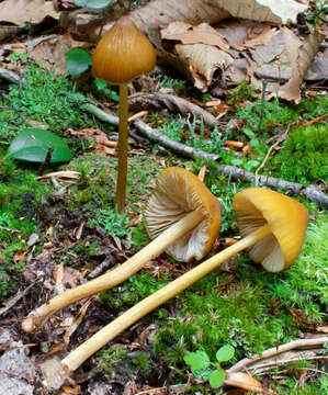 Image of Entoloma luteum Peck 1902