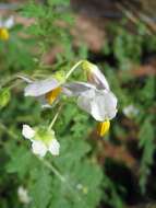 Plancia ëd Solanum sisymbriifolium Lam.