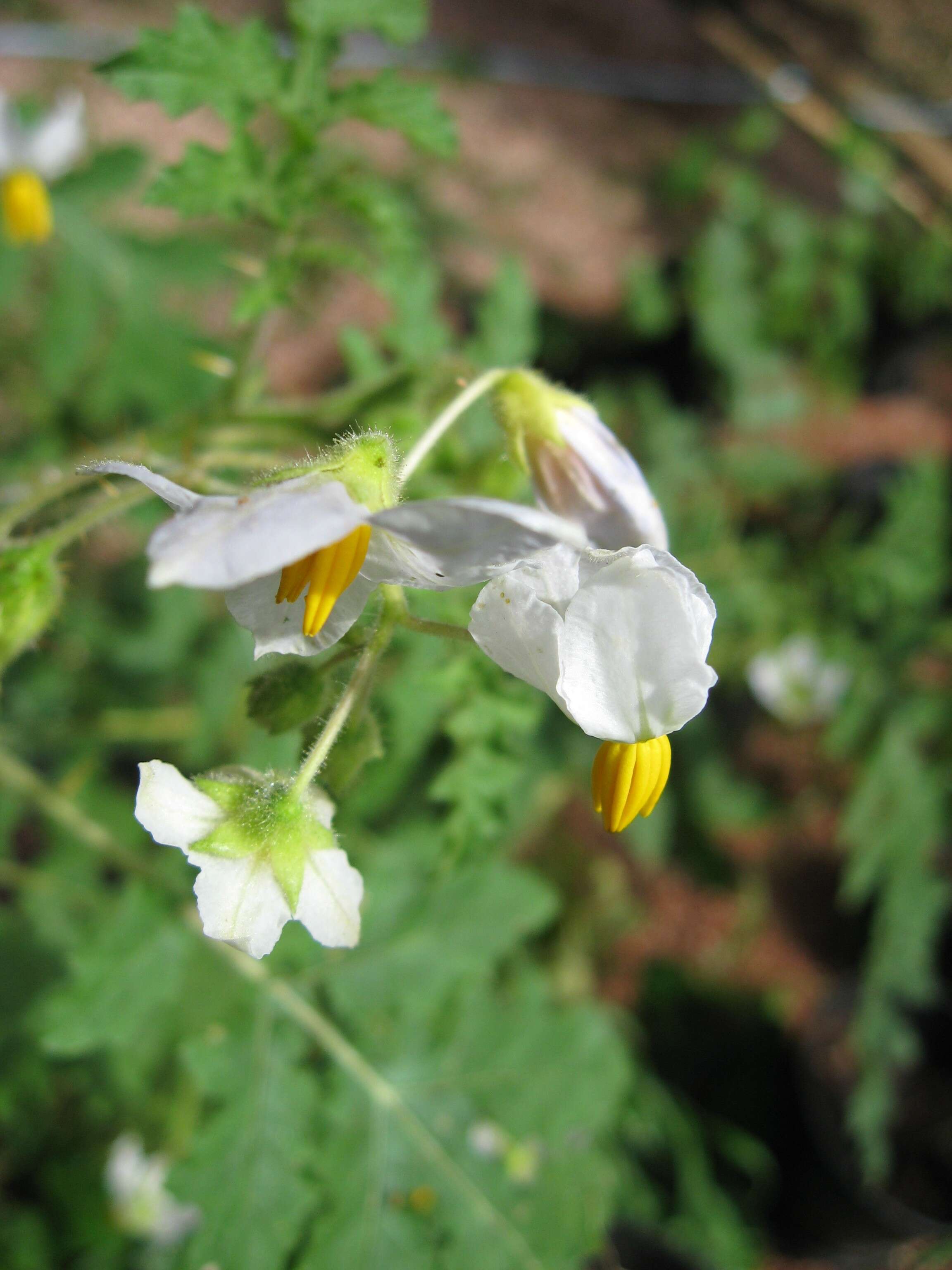 Plancia ëd Solanum sisymbriifolium Lam.