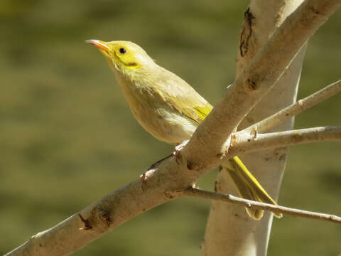 صورة Lichenostomus Cabanis 1851