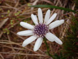 Image of Damnamenia vernicosa (Hook. fil.) Given